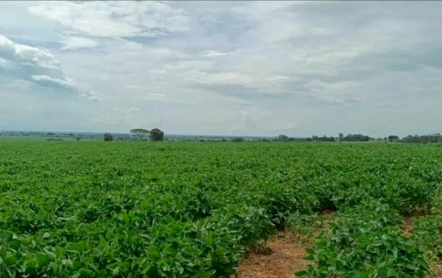 Brasil se aproxima dos EUA e pode assumir liderança mundial nas exportações agrícolas em 2026