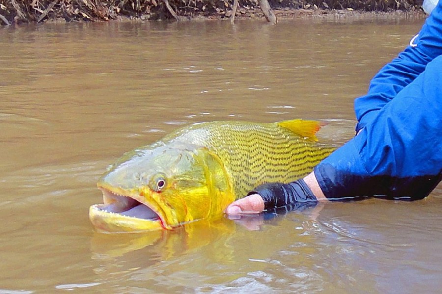 Emenda acaba com cota zero e libera pesca do dourado em Mato Grosso