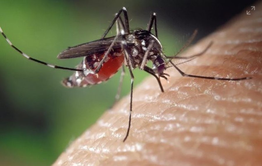 Notificações de dengue em MS chegam a 64 mil em 2019 com 27 mortes