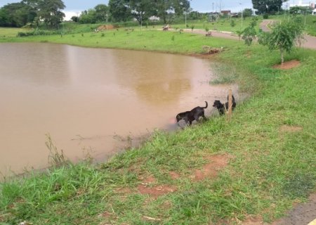 Homem morre afogado, e cachorro espera resgate às margens de lago