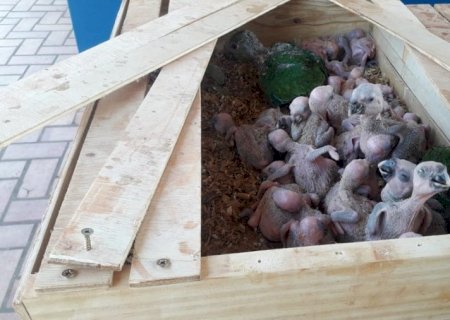 PMA e Ibama encerram ação contra tráfico de papagaios com 6 presos e apreensão de 185 aves em MS