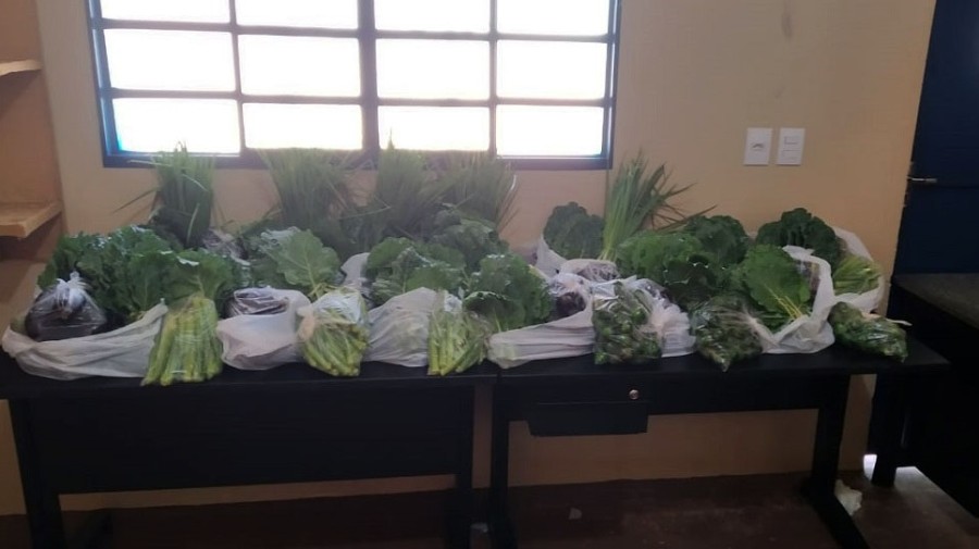 No presídio de Ivinhema, horta cultivada por internos garante doação de verduras a seus familiares