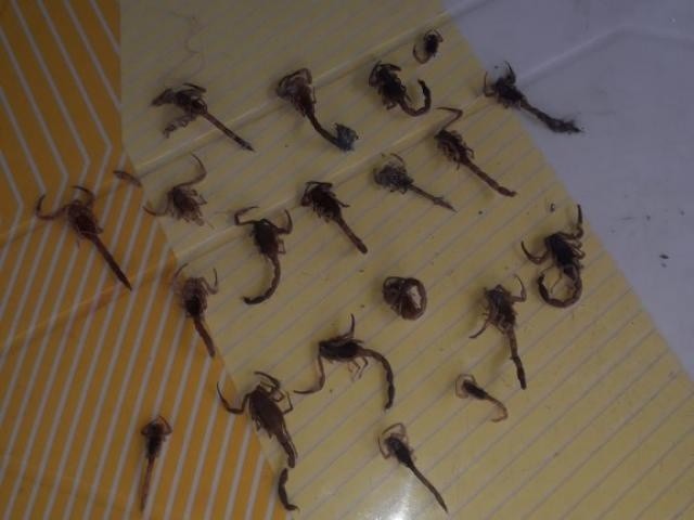 Morador encontra mais de 40 escorpiões em 20 dias e alerta para infestação
