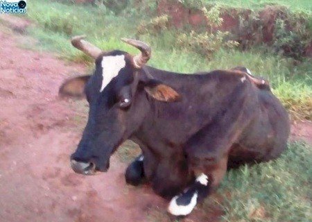 Jovem é socorrido em estado grave após colidir em animal em Novo Horizonte Do Sul