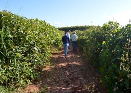 PREFEITURA DE NOVO HORIZONTE DO SUL INCENTIVA A PRODUÇÃO DE URUCUM