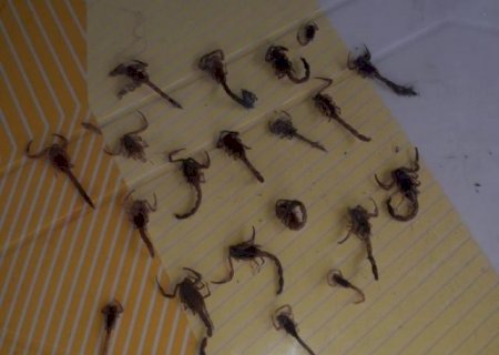 Morador encontra mais de 40 escorpiões em 20 dias e alerta para infestação