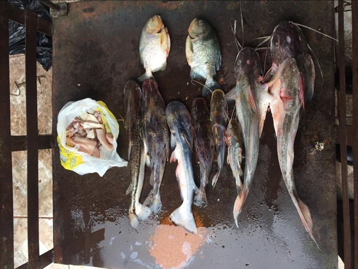 P M A prende três comerciantes no rio Paraguai por pescar em piracema, apreende lancha, pescado e recaptura um deles que era fugitivo por tráfico