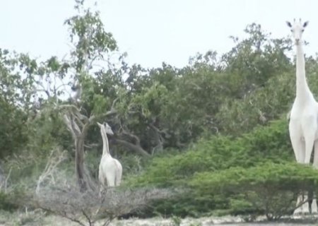 Caçadores matam duas das últimas três girafas brancas do mundo