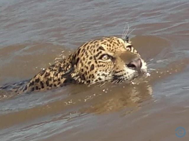 Amigos flagram onça atravessando rio em MS