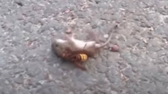 Vídeo mostra vespa \'assassina\', que chegou aos EUA, matando rato em menos de um minuto