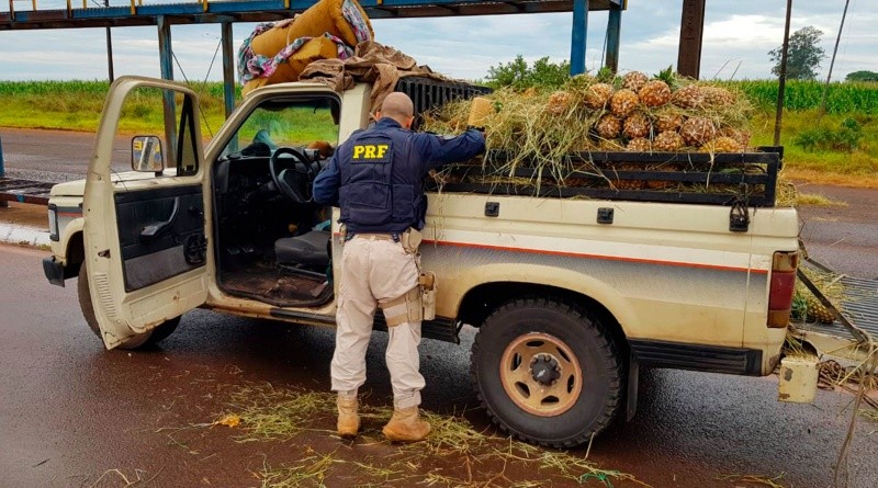 PRF apreende 179,6 Kg de maconha escondidos sob carga de abacaxis em Ponta Porã (MS)