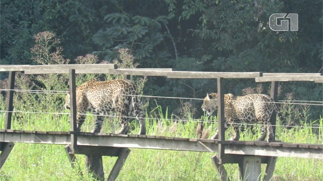 Onça-pintada com filhote são flagrados passeando em passarela de madeira no Pantanal de MS.
