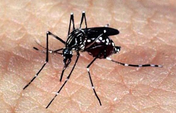 Mosquito que ajuda no combate à dengue será liberado na Capital, em setembro deste ano