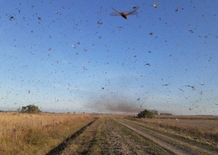 Nuvem de gafanhotos chega à Argentina e se aproxima do Brasil