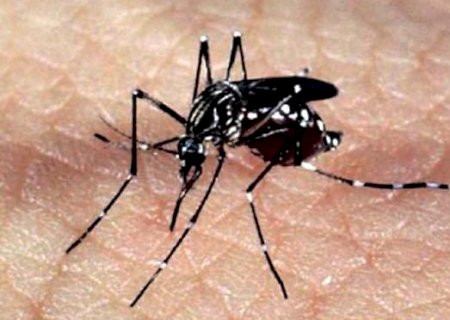 Mosquito que ajuda no combate à dengue será liberado na Capital, em setembro deste ano