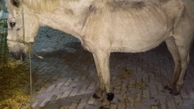 Cavalo é encontrado com tornozeleira eletrônica