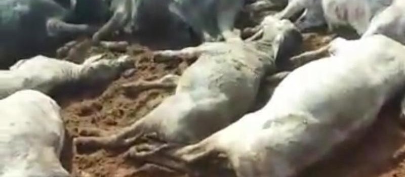 Tragédia: raio mata pecuarista e pelo menos 30 animais no Paraná