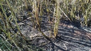 Polícia Militar Ambiental de Dourados autua empresa arrendatária de usina sucroenergética em R$ 151 mil por incêndio em lavoura de cana sem autorização