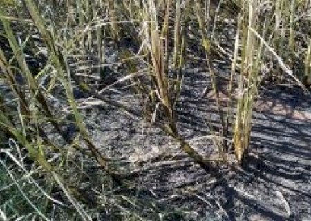 Polícia Militar Ambiental de Dourados autua empresa arrendatária de usina sucroenergética em R$ 151 mil por incêndio em lavoura de cana sem autorização