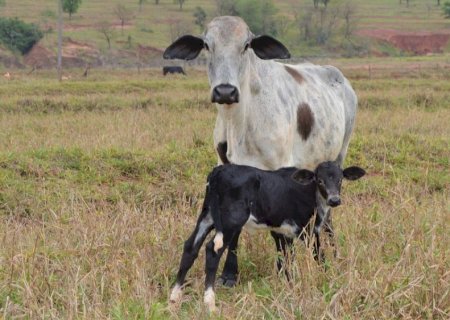 Novo Horizonte do Sul - Nasce a primeira bezerra através de projeto de inseminação artificial