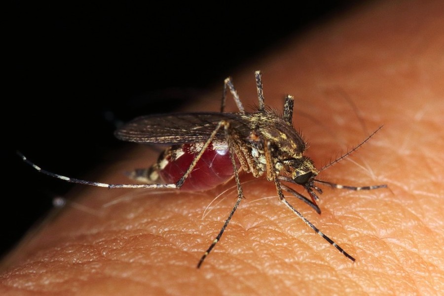 MS chega a 42 mortes por dengue e notificações passam de 71 mil