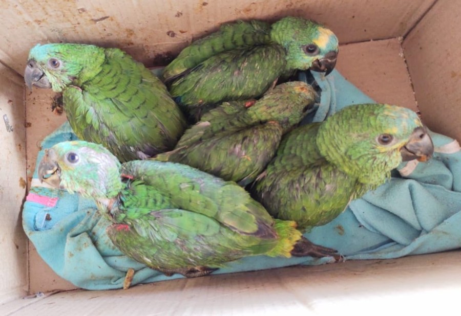 Polícia Militar Ambiental de Jardim autua em R$ 25 mil homem preso por assalto pela Polícia Civil e que mantinha cinco filhotes de papagaio em cativeiro