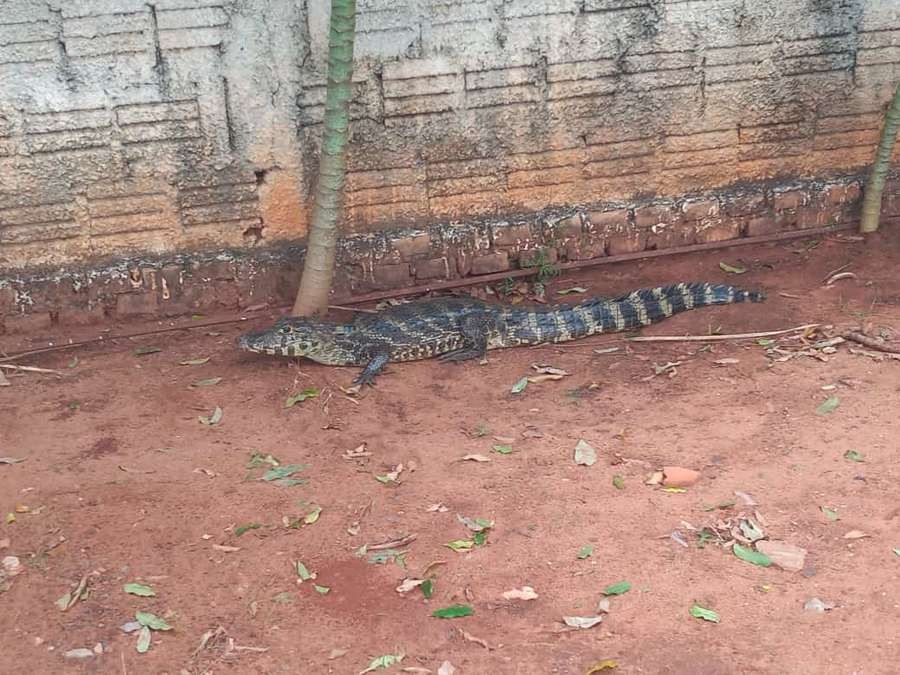 Jacaré é flagrado \'passeando\' nas ruas de Aquidauana