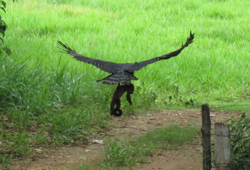 Harpia, maior águia do país é flagrada caçando macaco em atrativo de Bodoquena MS