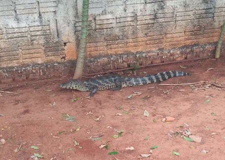 Jacaré é flagrado 'passeando' nas ruas de Aquidauana