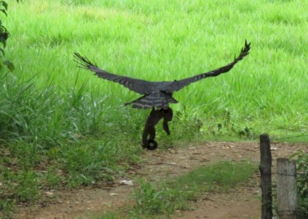 Harpia, maior águia do país é flagrada caçando macaco em atrativo de Bodoquena MS