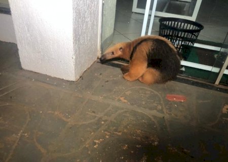 Em Nova Alvorada do Sul, Tamanduá-mirim é resgatado no centro da cidade
