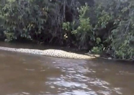 Sucuri de 6 metros é flagrada boiando em rio após engolir presa em MS