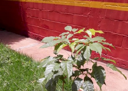 Corpo de Bombeiros Militar em Ivinhema planta mudas de ipê-roxo-bola