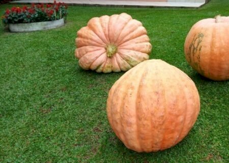 Agricultores do RS colhem abóboras gigantes de até 98 kg: ‘Nem fizemos manejo’