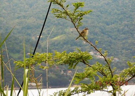 Mais de 25 mil espécies da flora só existem no Brasil, mostra estudo