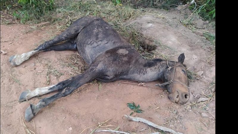 Cavalo morre abandonado em valeta e proprietário do animal é preso