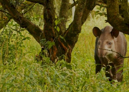 Filhotes gêmeos de anta são descobertos pela 1ª vez na natureza