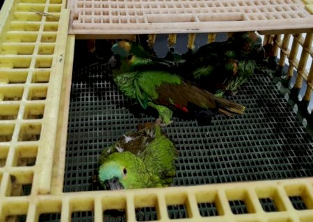 Polícia Militar Ambiental resgata animais feridos durante tempestade de granizo ocorrida em Naviraí que matou diversas aves