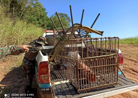 Polícia Militar Ambiental de Naviraí aprende várias armadilhas de caça para captura de animais silvestres