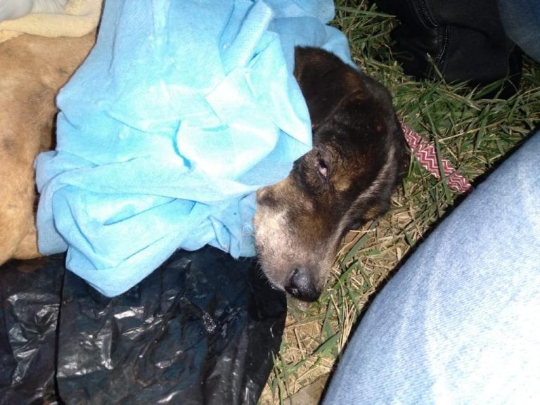Homem mutila cachorro em bairro popular de Nova Alvorada do Sul