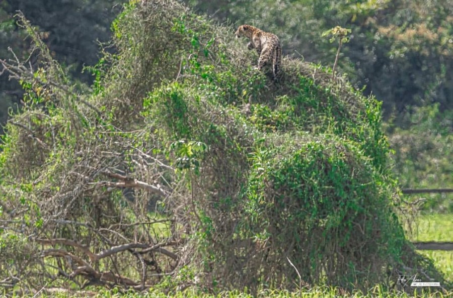 Onça andando em cima da copa de árvore surpreende turistas em MS: \'Bicho ninja\'