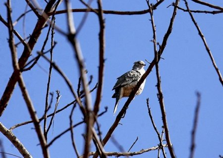 Frio ganha força e aumenta chance de geada nesta quinta-feira