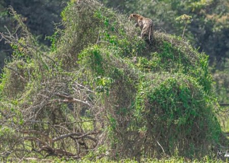 Onça andando em cima da copa de árvore surpreende turistas em MS: 'Bicho ninja'