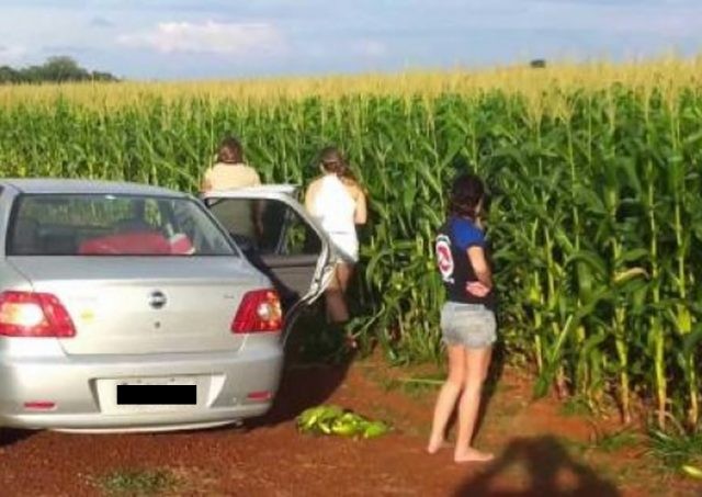 ATÉ LADRÃO ESTÁ RECLAMANDO DAS LAVOURAS DE MILHO, VÍDEO