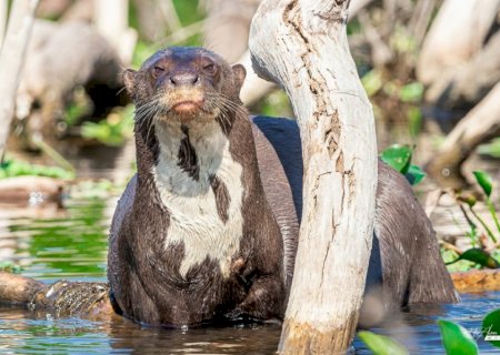 Ariranha faz cara de ‘deboche’ e mostra língua para guia de turismo ao ser fotografada em MS: 'Exibida'