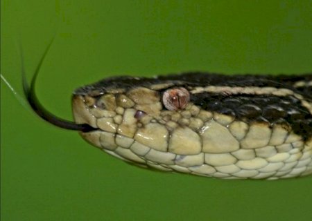 Veneno de cobra brasileira pode evitar reprodução do coronavírus