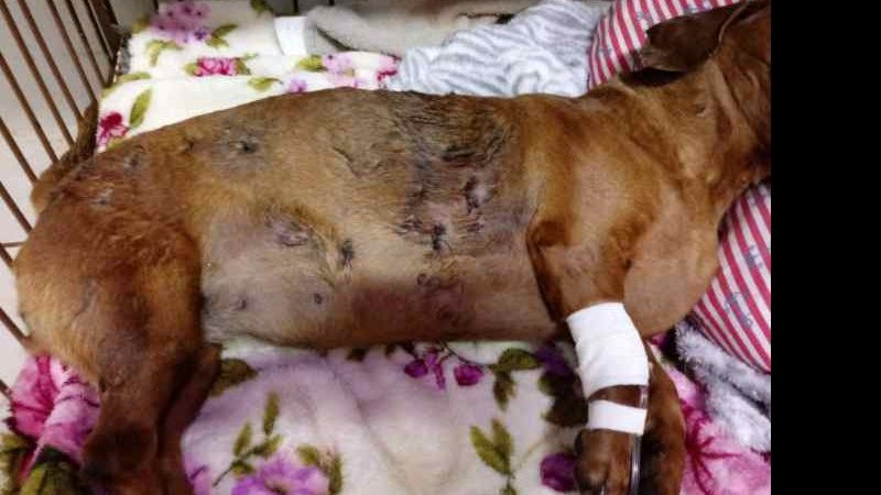 Idoso é autuado após pitbulls atacarem mulher e matarem cadela com mordidas