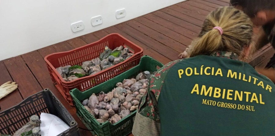 PMA de Naviraí autua em 2,5 milhões de reais um casal de traficantes de aves silvestres