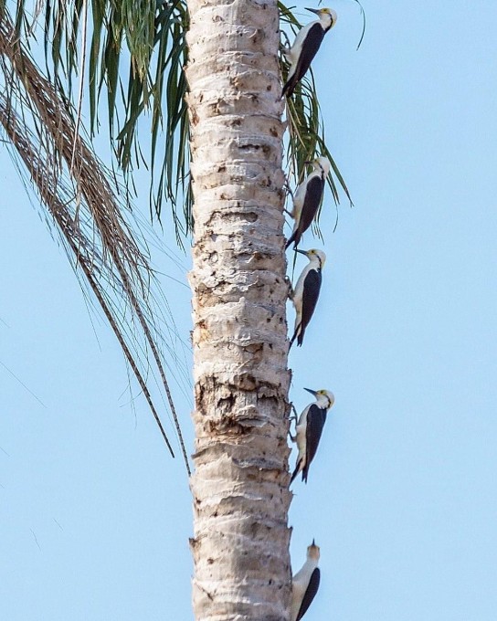 Família de 5 pica-paus-brancos é flagrada enfileirada em tronco de coqueiro em MS