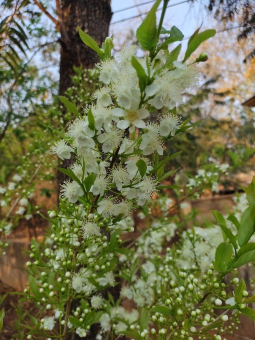 Antes da fruta da guavira nascer, as flores encantam e colorem de branco a vegetação do cerrado